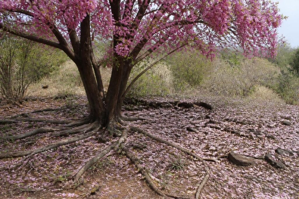 découvrez les inconvénients de l'arbre de judée et ses impacts environnementaux essentiels à connaître pour un jardinage responsable.